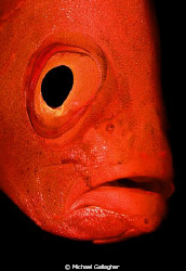 Big eye, up close by Michael Gallagher 